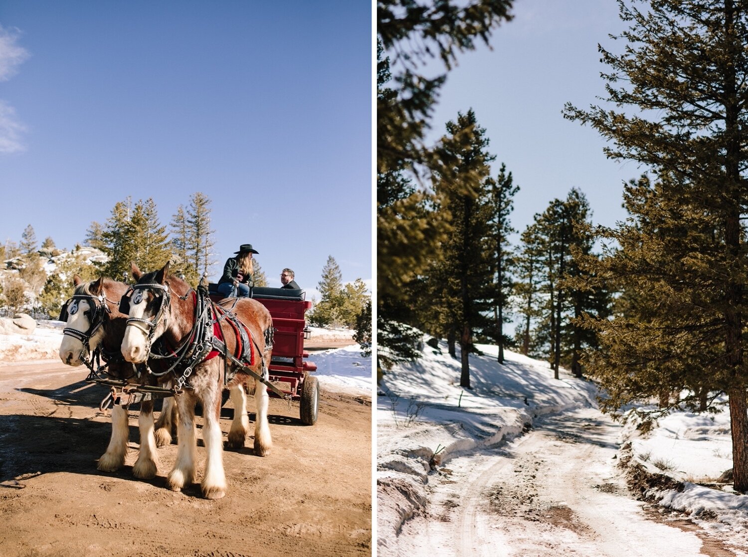  Wedding horse pulled carriage, Winter Wedding, Colorado Wedding, Snowy Wedding, Mountain Wedding, Colorado Wedding Planner, Colorado Wedding Rentals, Red Feather Lakes Wedding, Fort Collins Wedding, Rocky Mountain Wedding, Rocky Mountain Bride, Inti