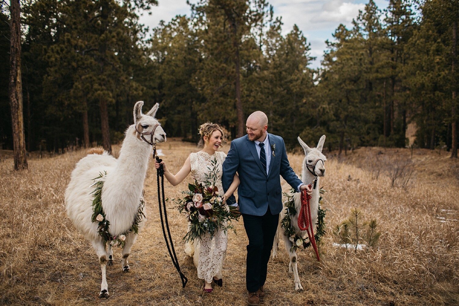  Colorado Springs Wedding, Colorado Wedding Planner, Colorado Wedding Llamas, Younger Ranch, Colorado Barn Wedding, Wedding Planning, Wedding Inspiration, Wedding Ideas, Llama Wedding, Farm Wedding, Barn Wedding, Rustic Wedding, Wedding Photography, 