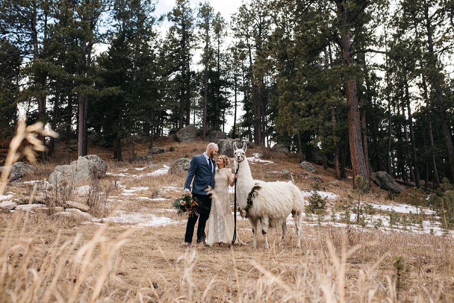  Colorado Springs Wedding, Colorado Wedding Planner, Colorado Wedding Llamas, Younger Ranch, Colorado Barn Wedding, Wedding Planning, Wedding Inspiration, Wedding Ideas, Llama Wedding, Farm Wedding, Barn Wedding, Rustic Wedding, Wedding Photography, 