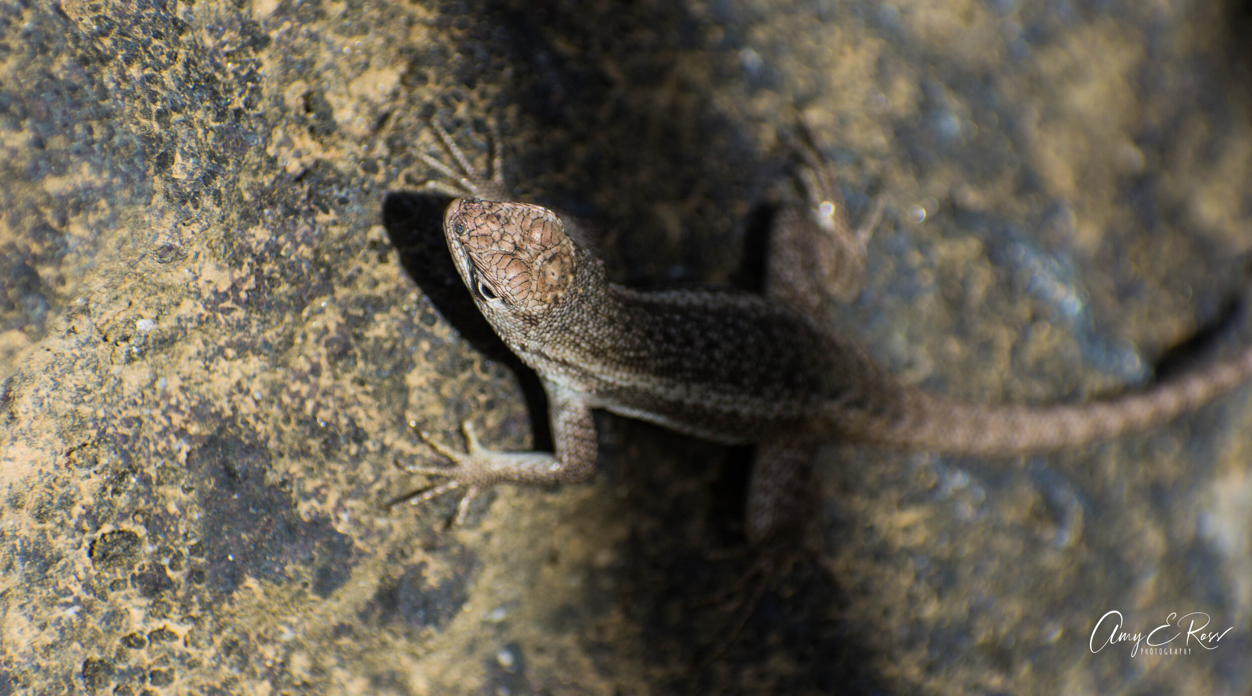 galapagos gecko3.jpg