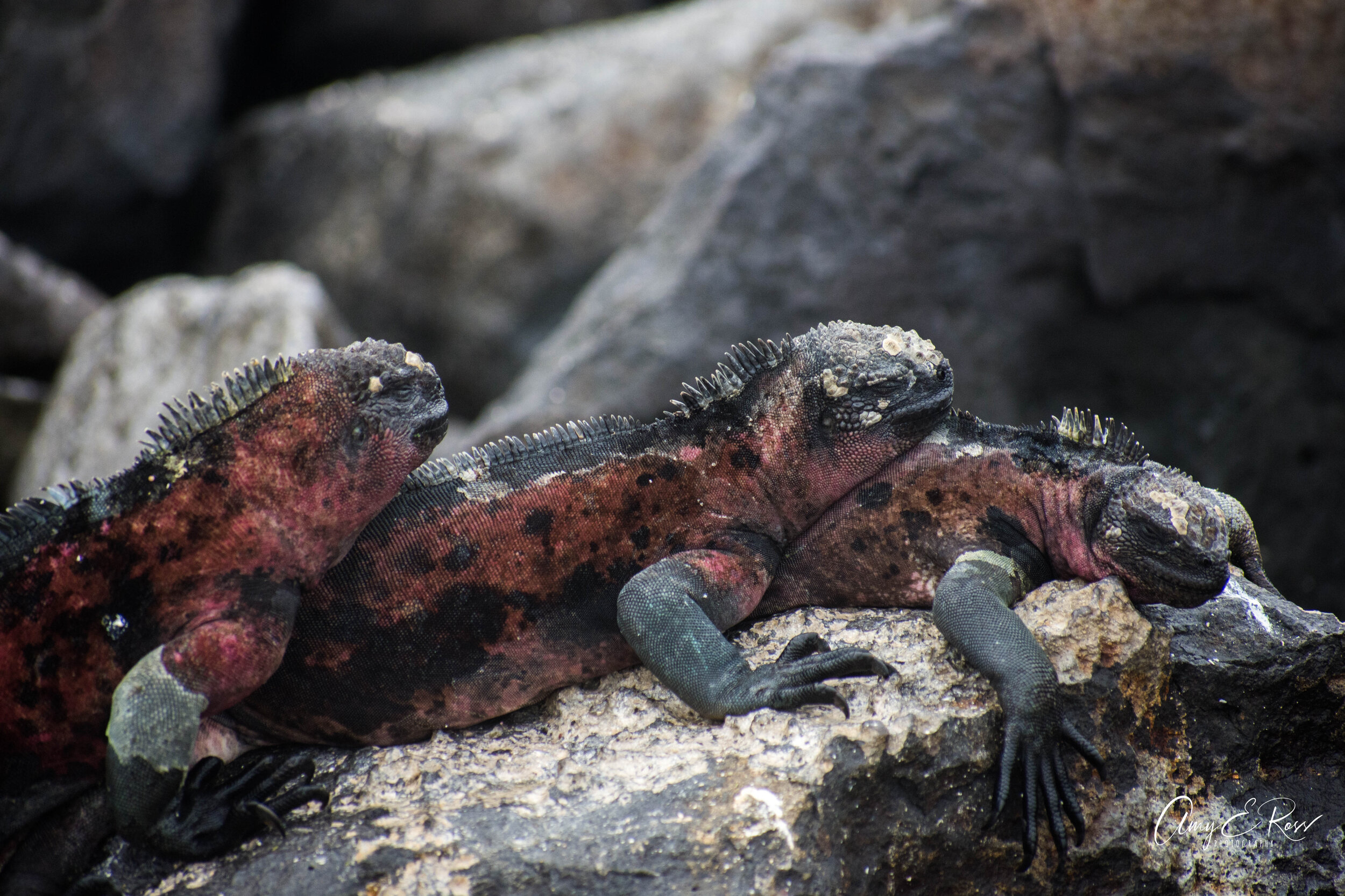 galapagos marine iguana x3.jpg