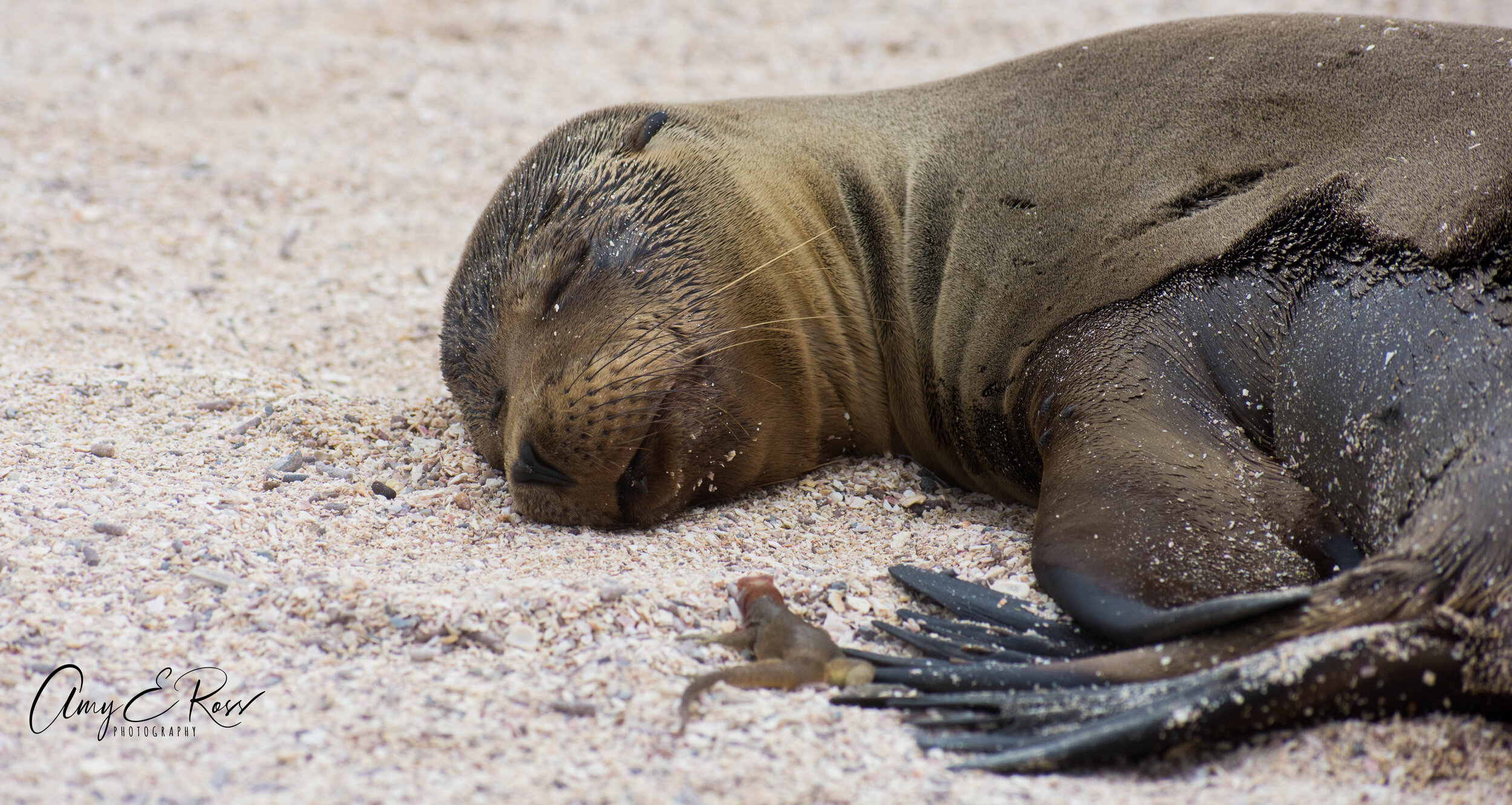 galapagos sea lion and lizard.jpg