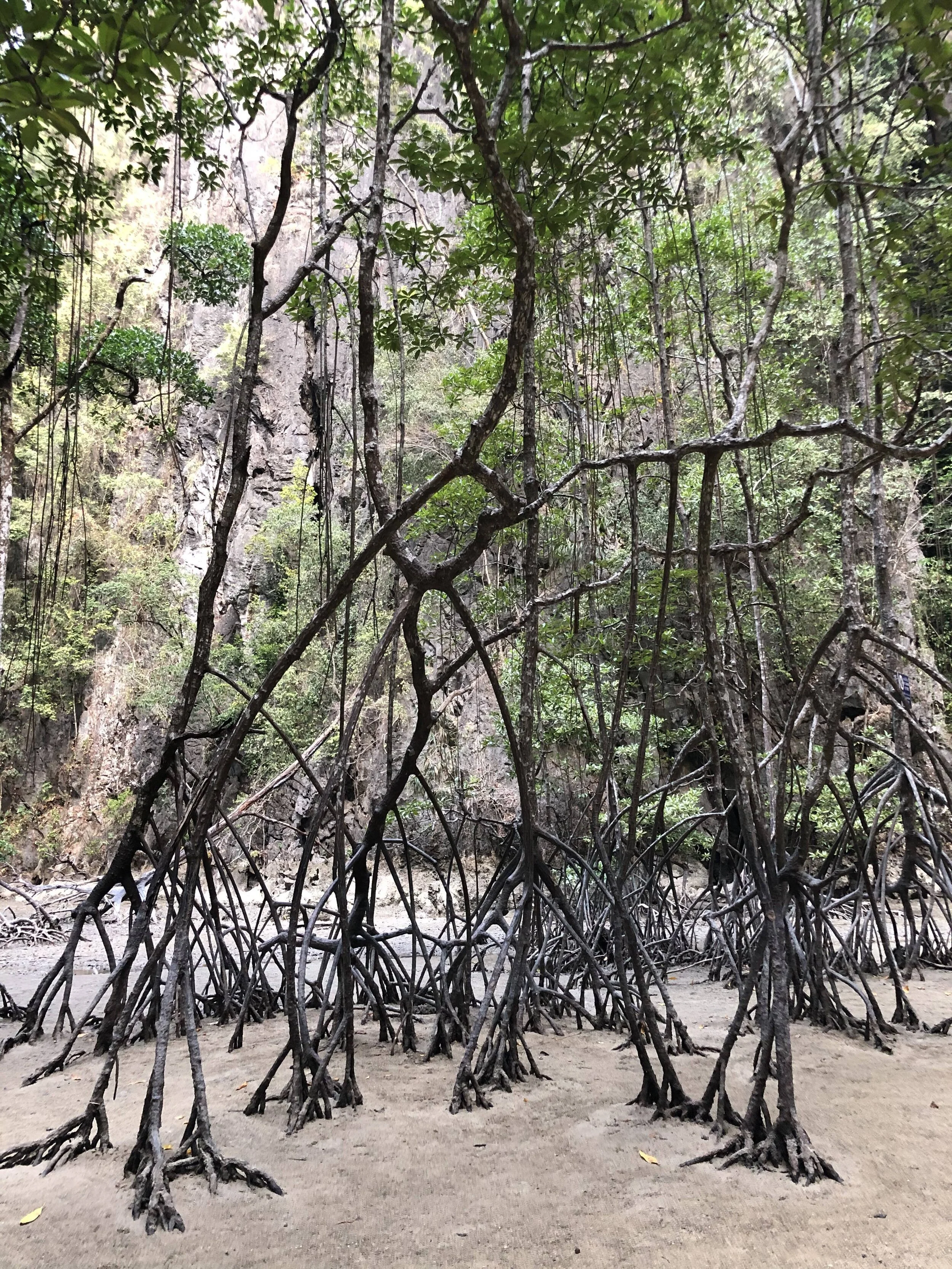 Inside mandrake island. Phuket, Thailand.