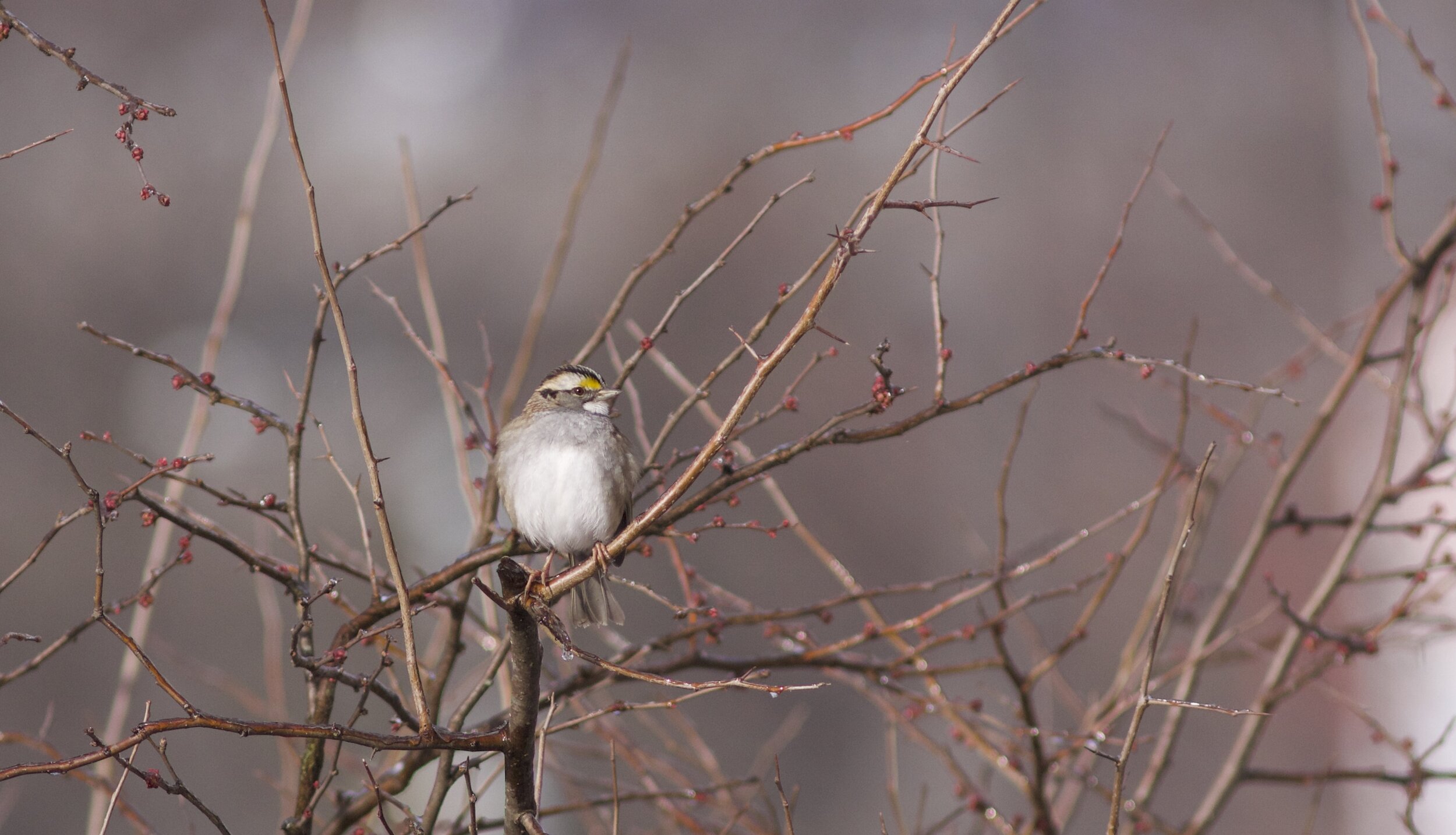 White-throated Sparrow, just off MSU campus in Springfield, Missouri