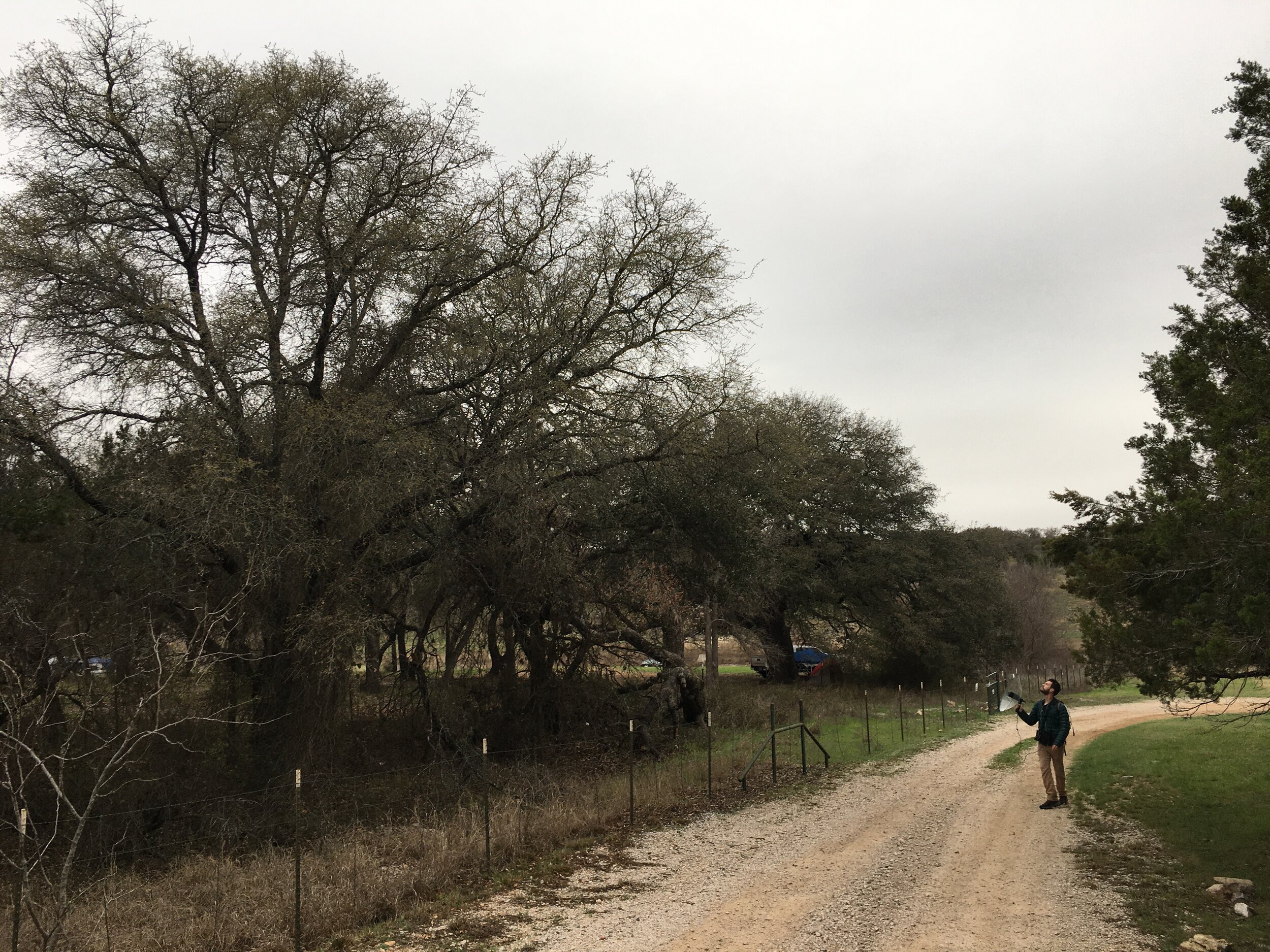 Zach Vickers recording Bewick's Wrens near Spicewood, Texas. March 2021