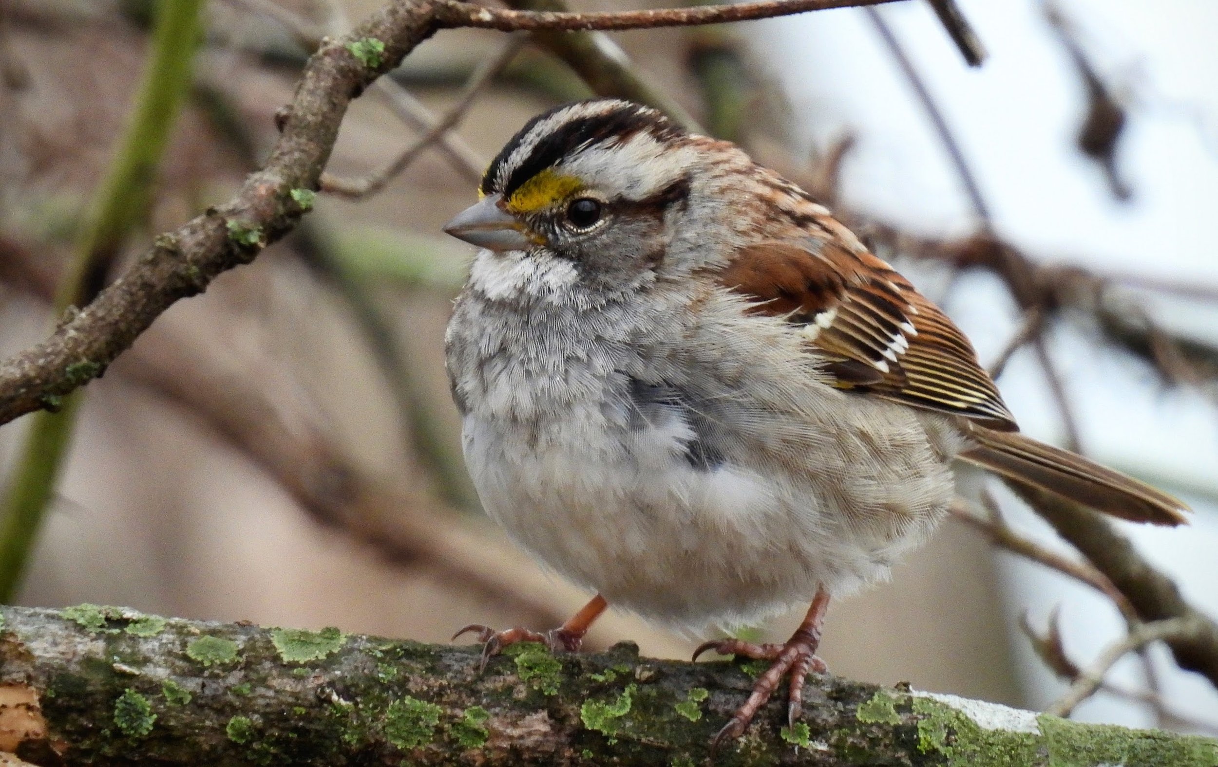 White-throated Sparrow, photo by Jeff Gardner