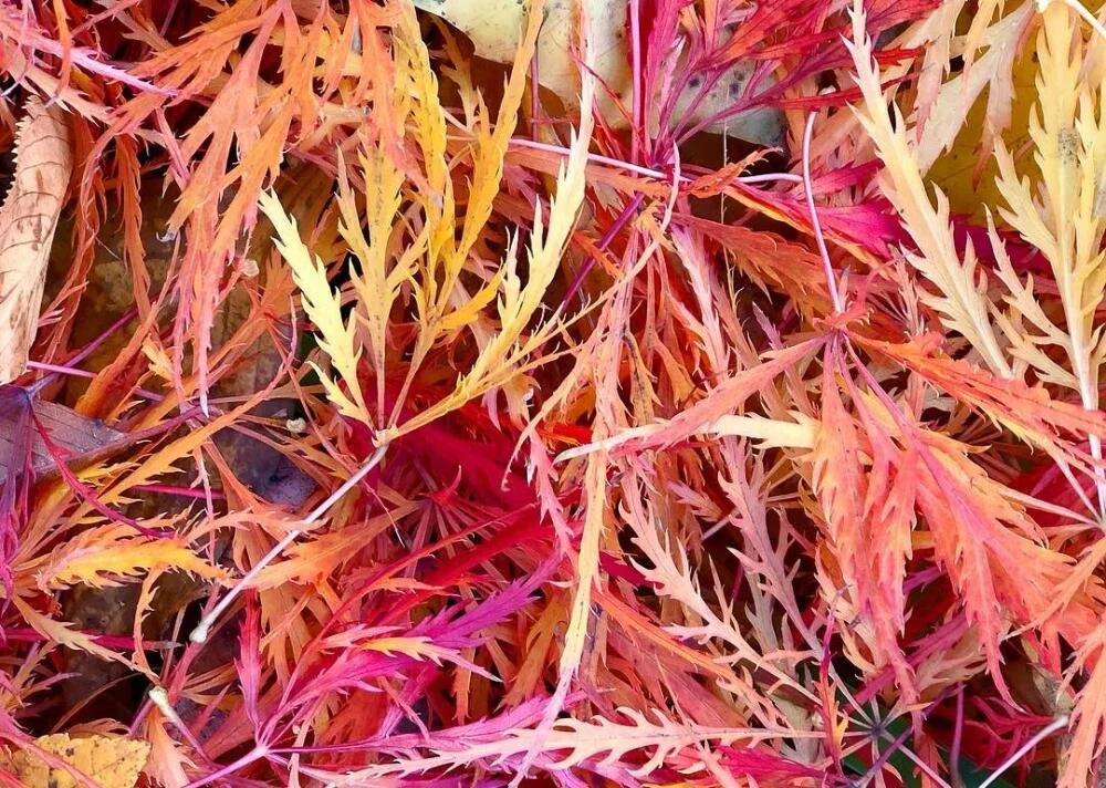 Firestarter Fieldnotes | Giving Thanks, Giving Back