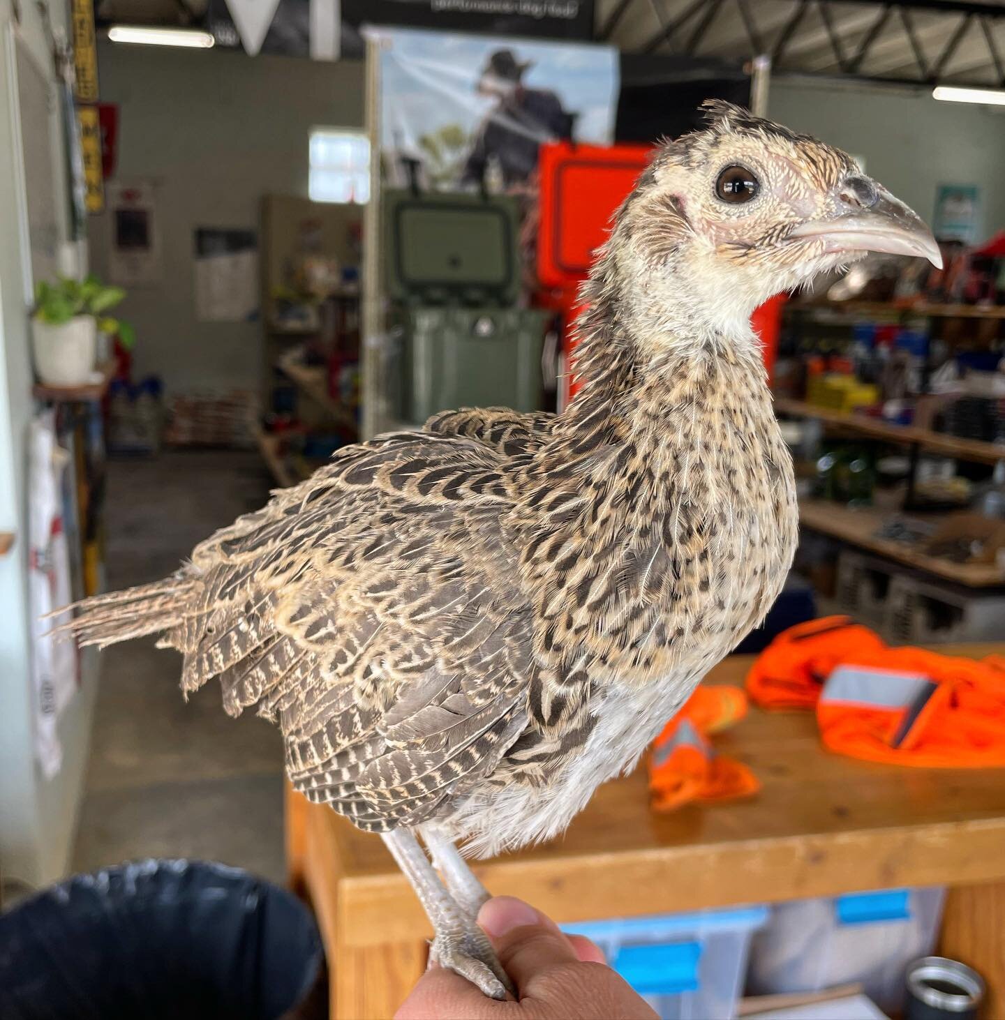 We have seven Ring-necked Pheasants ready to go home with someone for $6 a chick!