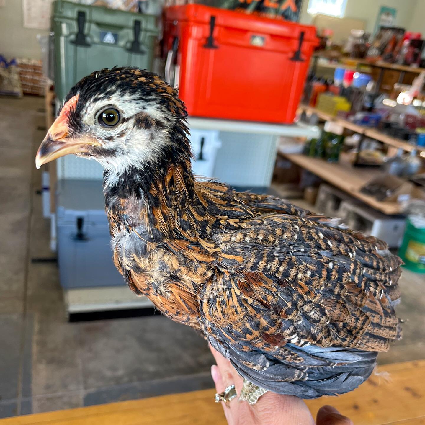 Last chance chick sale! 
🐥💵🐥
Priced to move!

We need to make some room for ducklings, so get the last of these chicks while we have them!

We have Polish, Americana, Ester Egger, Olive Egger, and Brahma!
