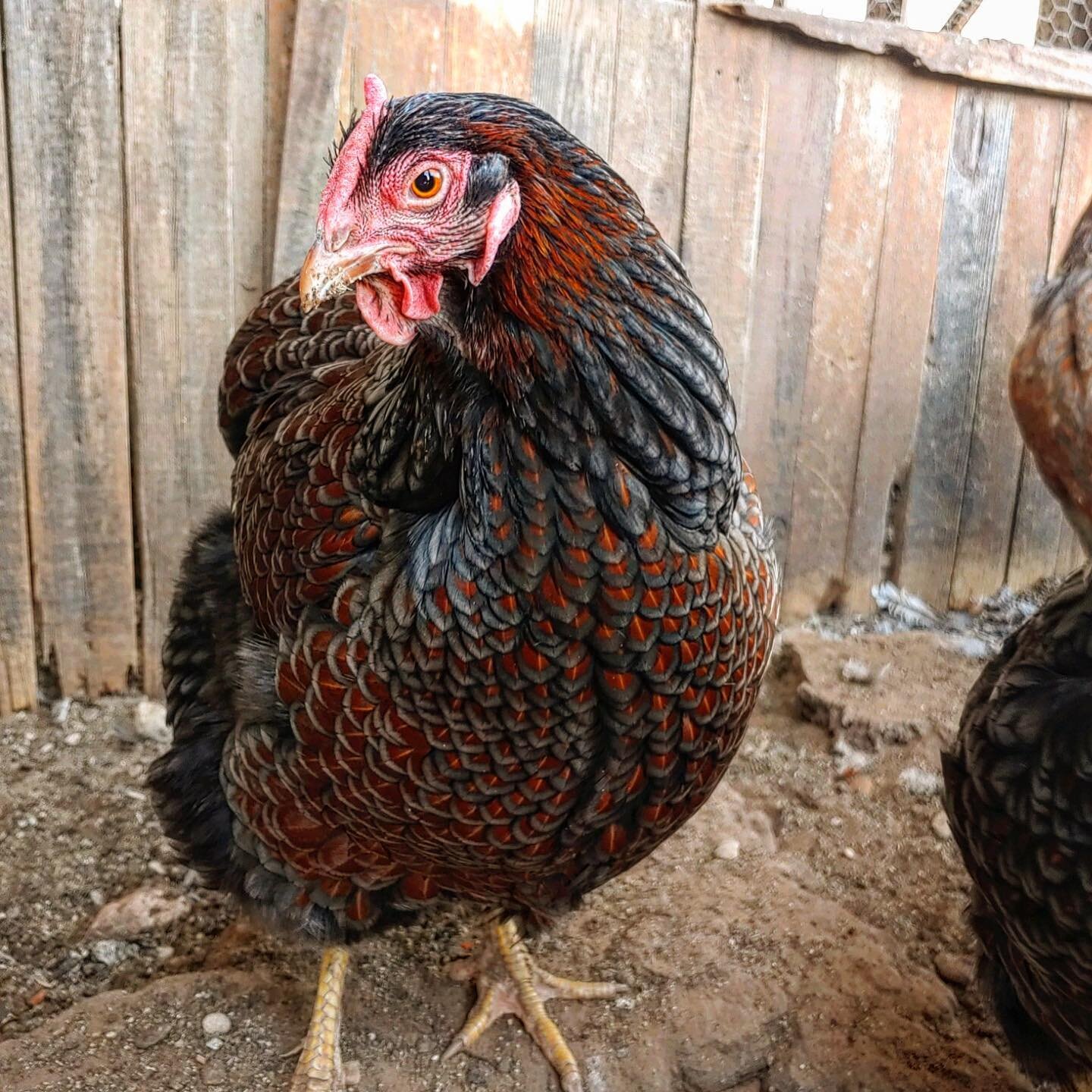 Chicks not your thing? 😒🐥 - 😁🐓
Pullets and cockerels are also available upon request! 

(Pictured is a Blue Red Laced Wyandotte, courtesy of Larenda&rsquo;s Poultry)