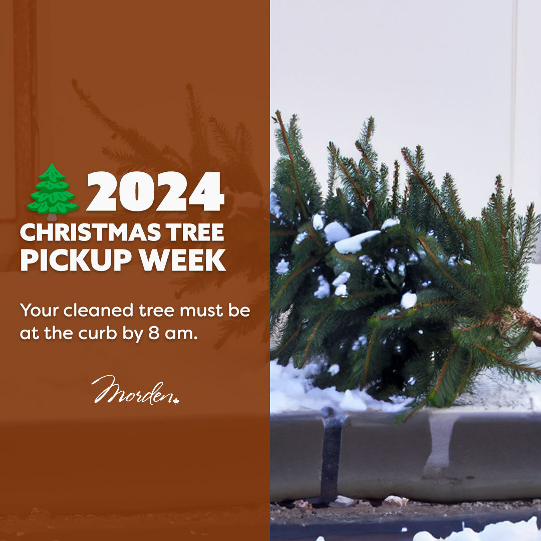 🌲Free Christmas Tree Recycling Week

Dispose of your Christmas tree responsibly and conveniently during our annual Christmas Tree Recycling Week. Simply place your cleaned tree at the curb before 8:00 a.m. from January 15th to January 19th, 2024. Ou