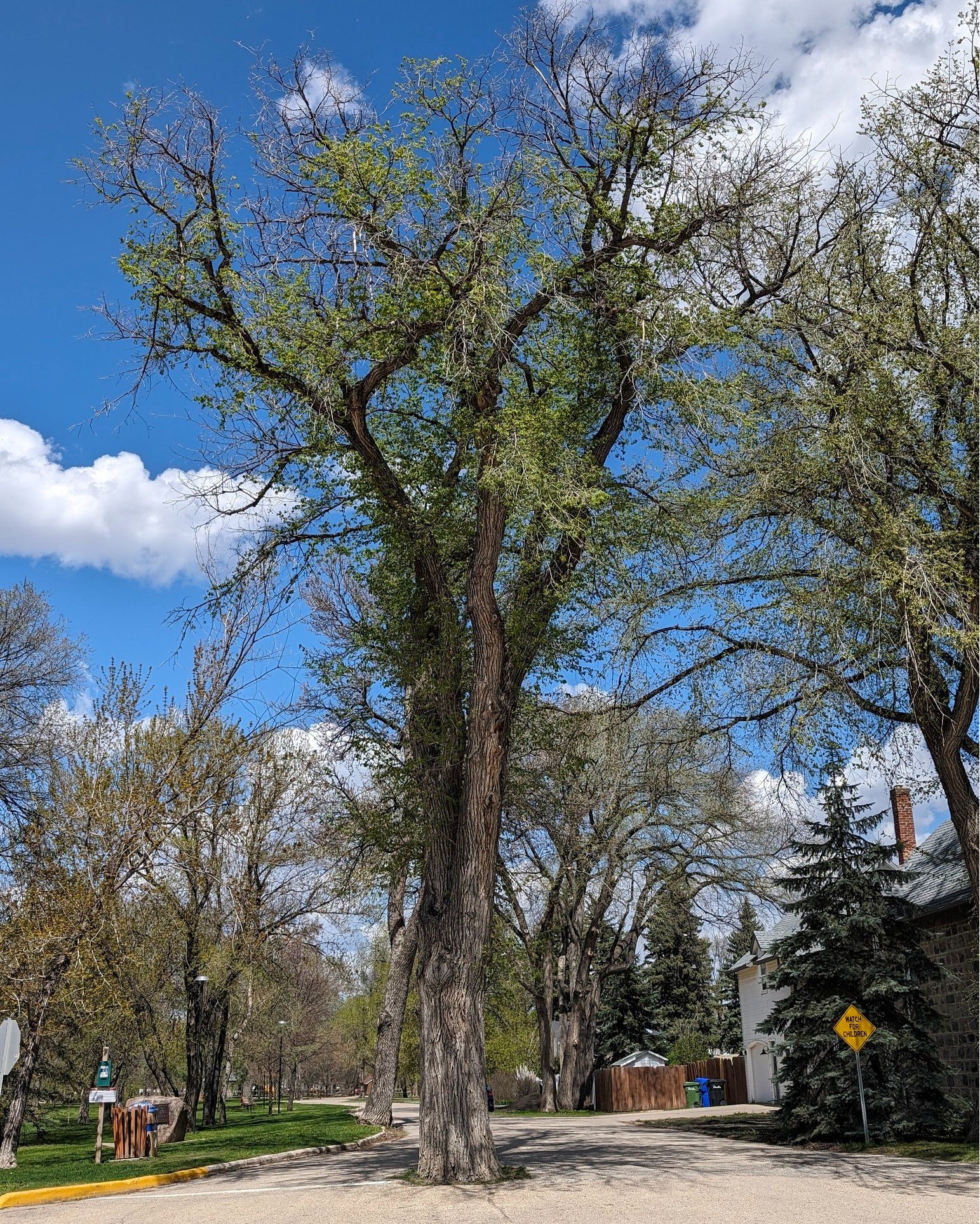 🌳🚧 Conservation Efforts Begin on Elm Tree at Morden Park 🚧🌳

Maintenance and conservation work on the American elm tree at the main entrance of Morden Park off 13th Street and Thornhill Street is scheduled to commence shortly. 

The tree, a known
