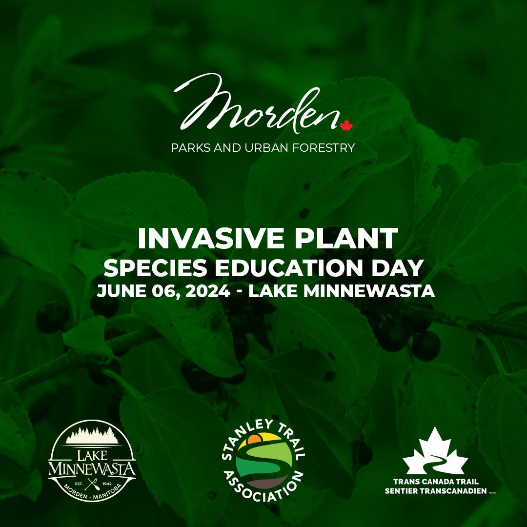 🌳🌱 The Stanley Trail Association, in partnership with the City of Morden Dept of Parks and Urban Forestry, and Trans Canada Trail, is hosting an Invasive Plant Species Education Day at Lake Minnewasta, Morden on June 06, 2024. 📅🌍

🌿 The June 6th