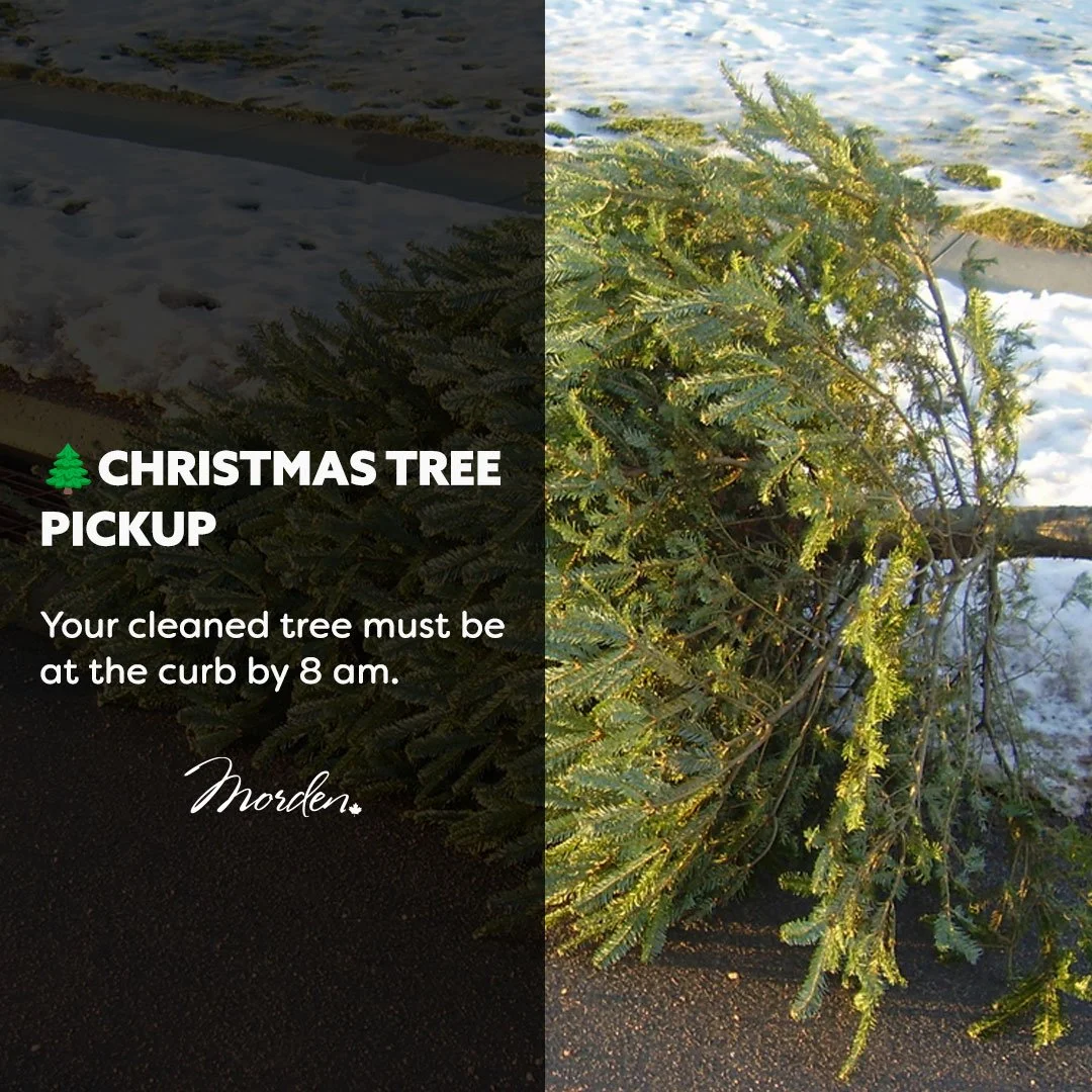 Christmas Tree Recycling Week — to Morden, Manitoba