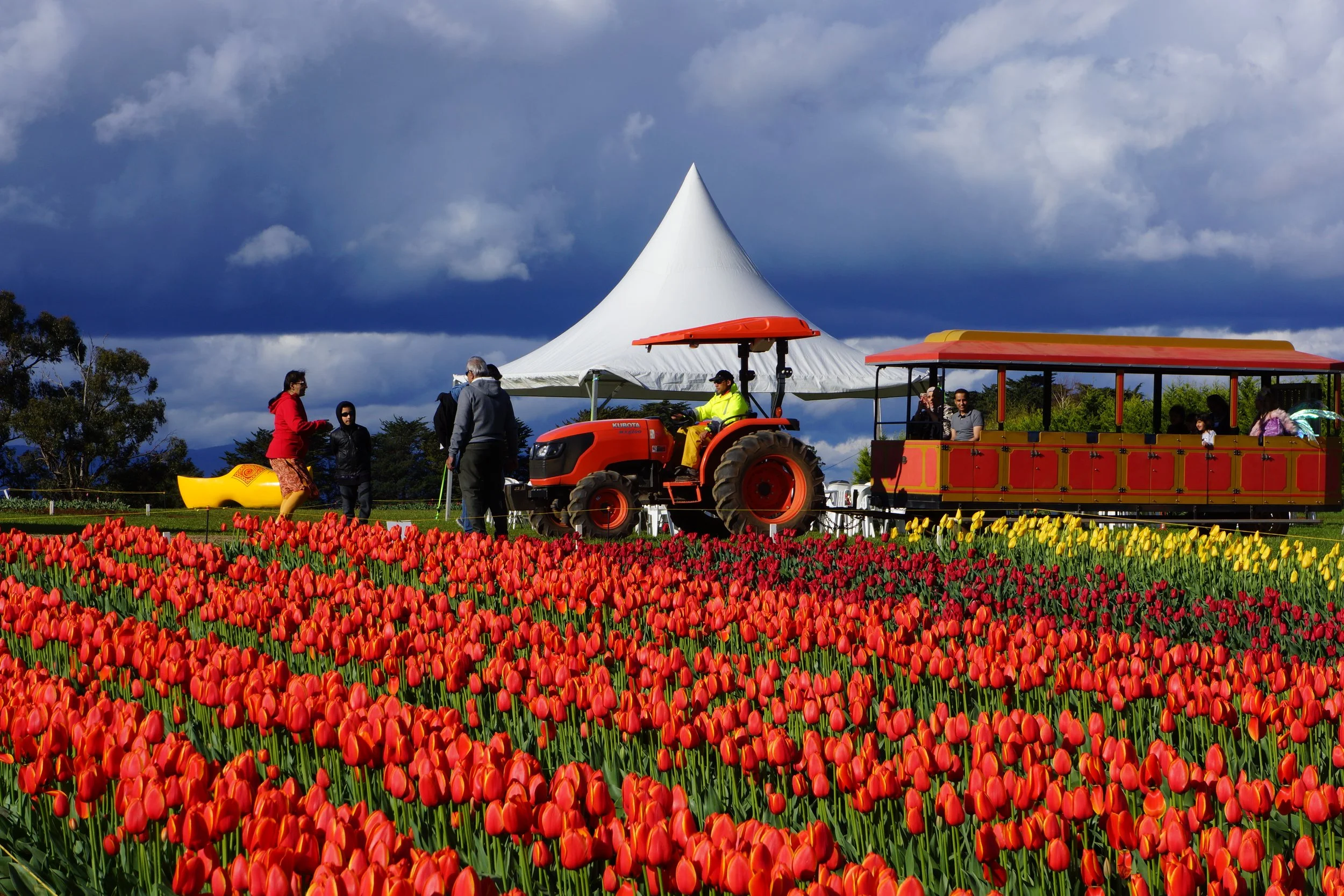 Tesselaar Tulip Festival