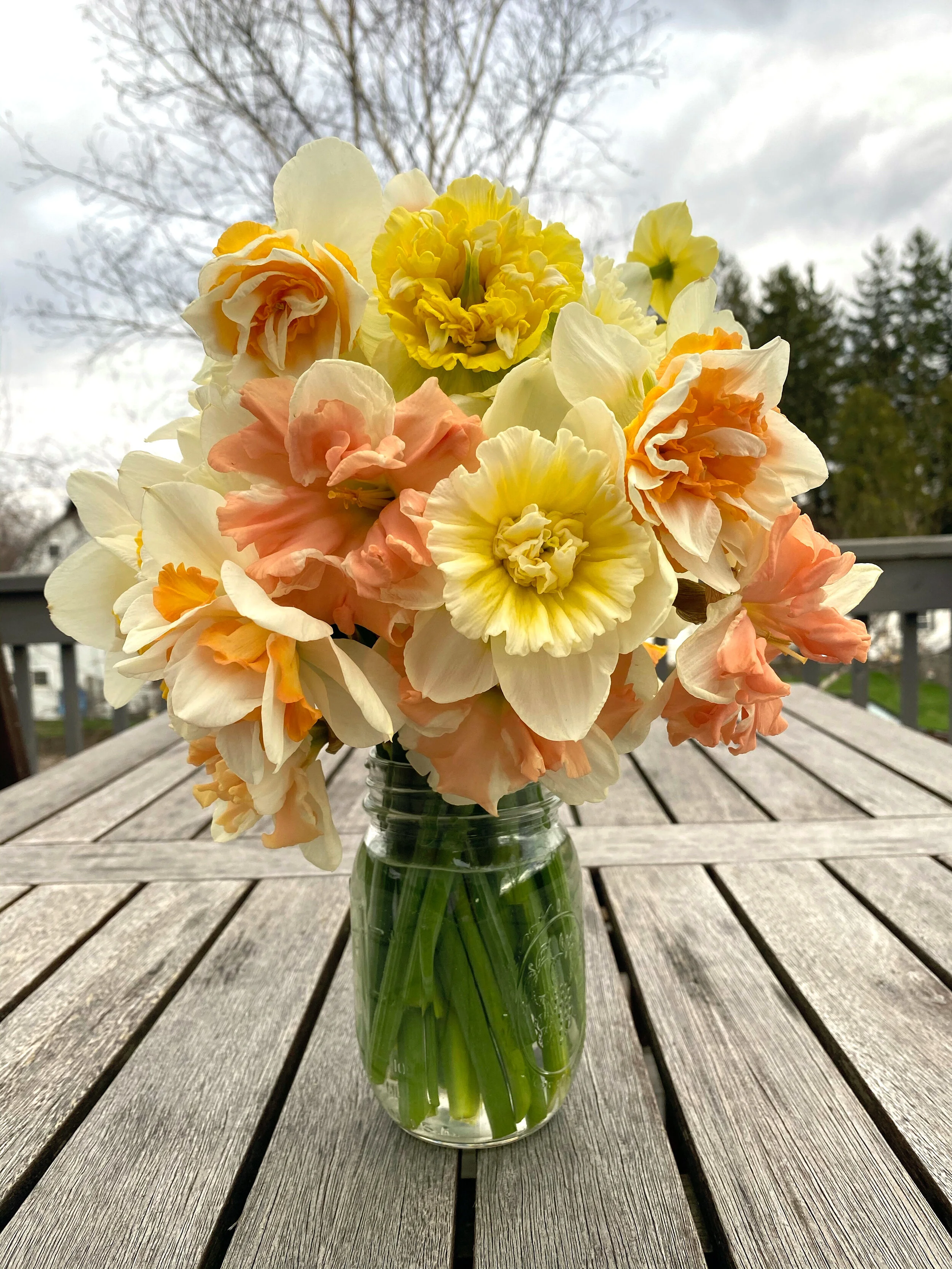 Spring Specialty Daffidol Jar