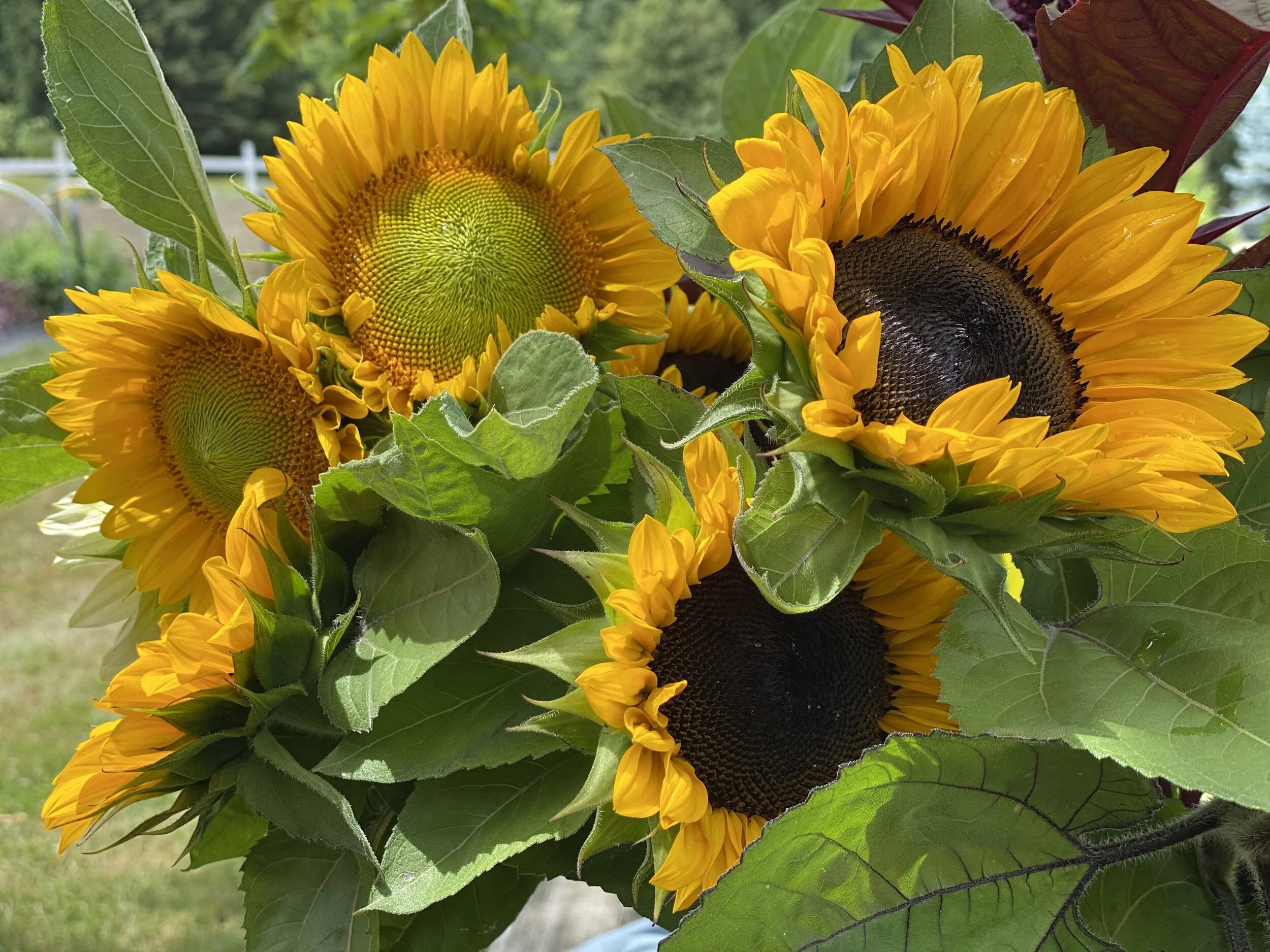 Pollenless Sunflowers