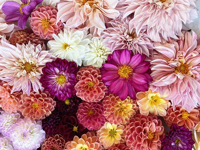 All Dahlias.jpg