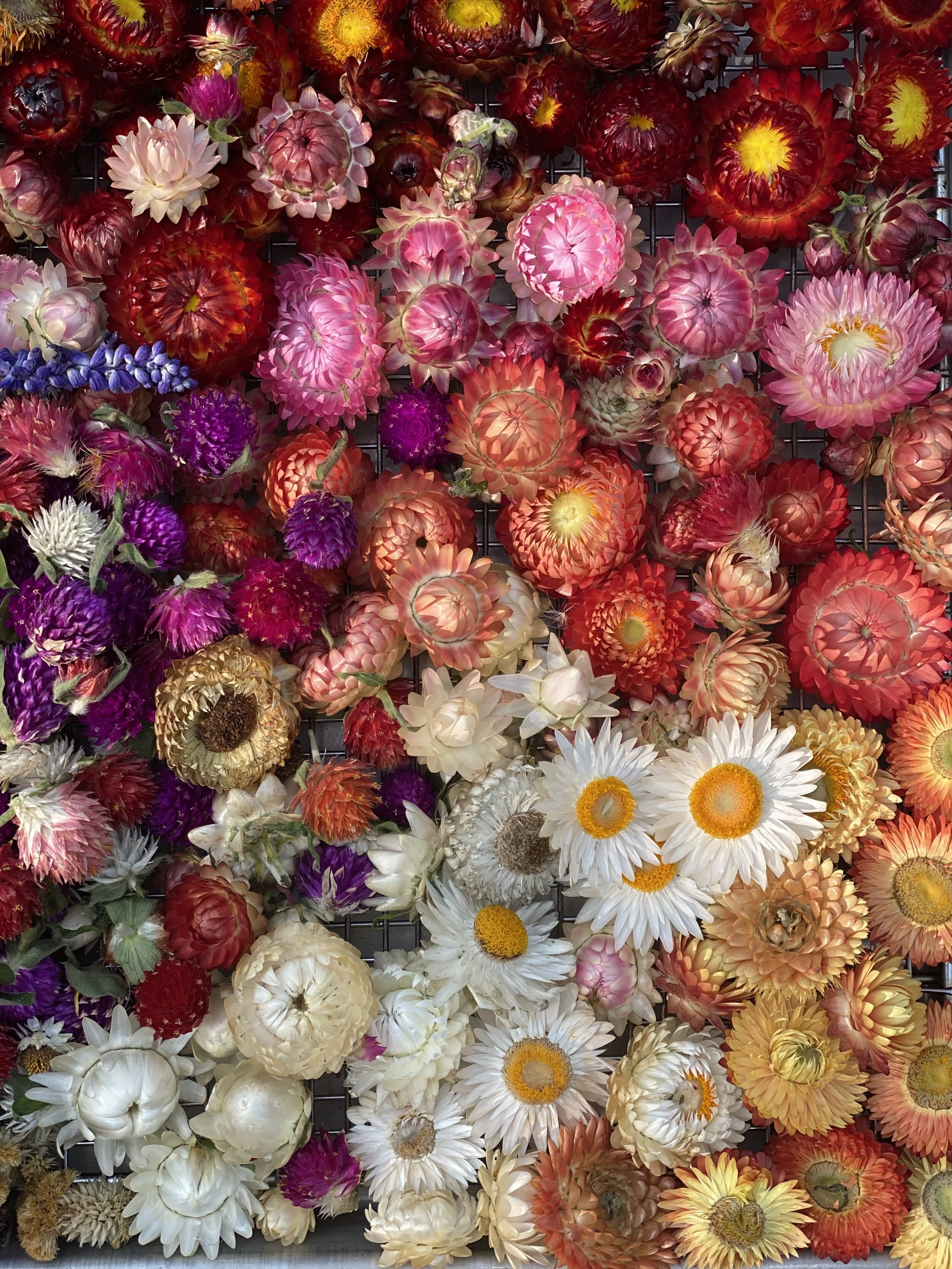 Straw Flowers
