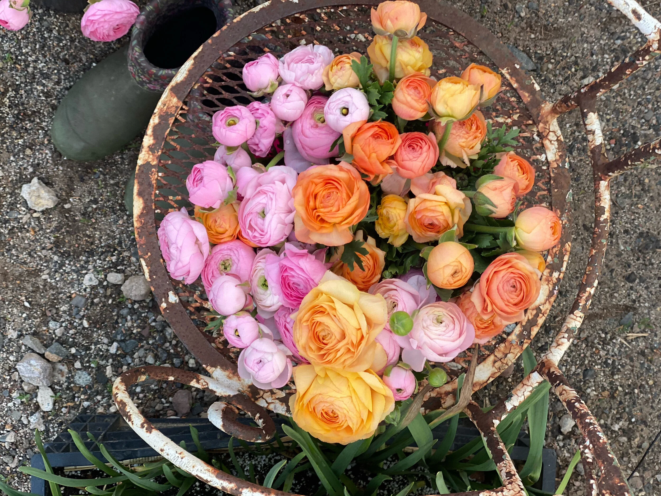 Ranunculus harvest