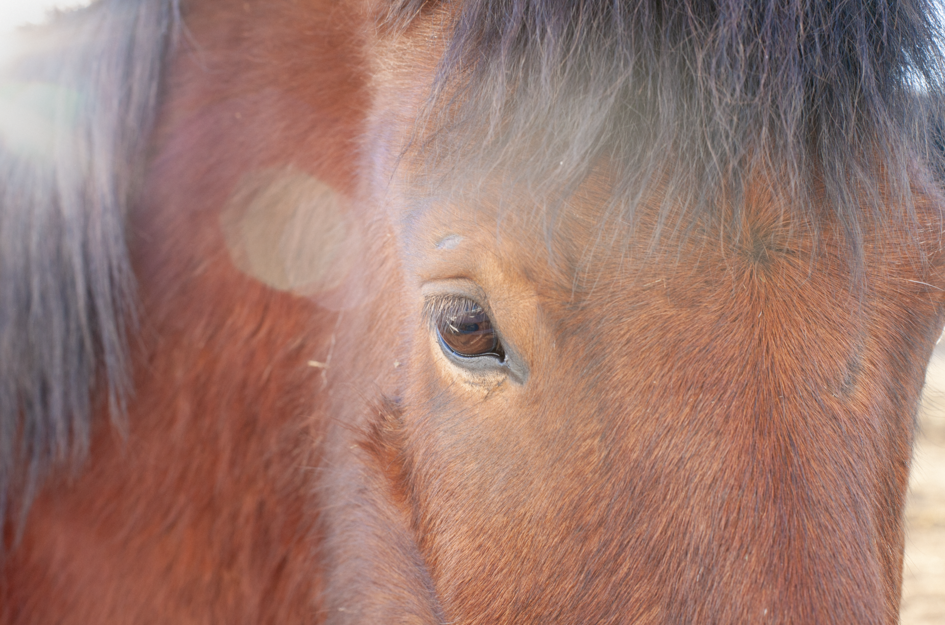 Screen Shot 2021-08-06 at 8.36.38 AM.png