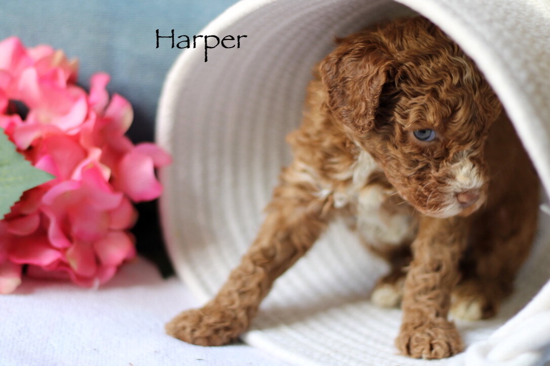 harper6.jpg