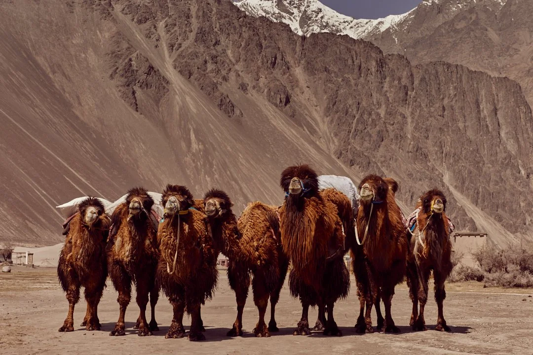 088A0405 nubra 2025 srgb 2.1.jpg