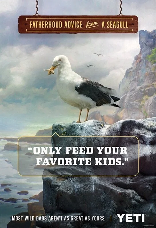 seagull_website_543.jpg
