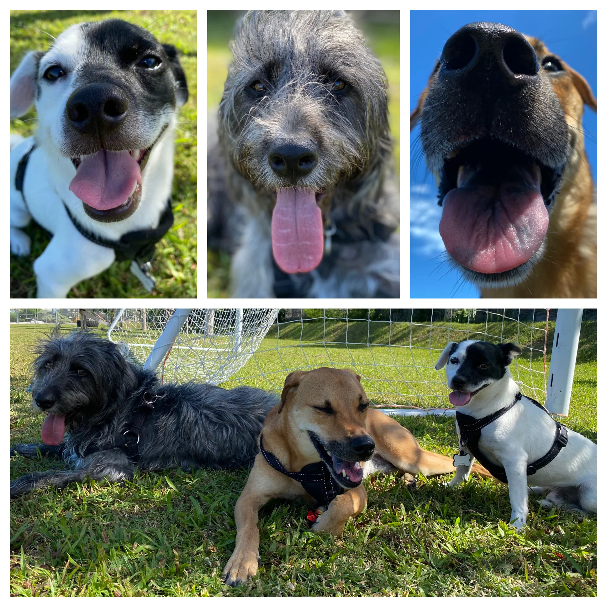 K9 Cuzies Cutness Mug Shots !. Top Left: Chaplin, aka Chappy, Center: Tito Cayo Hueso Right: Charlie, aka the Olympian. Exhausted after a play date of chasing balls and chickens.