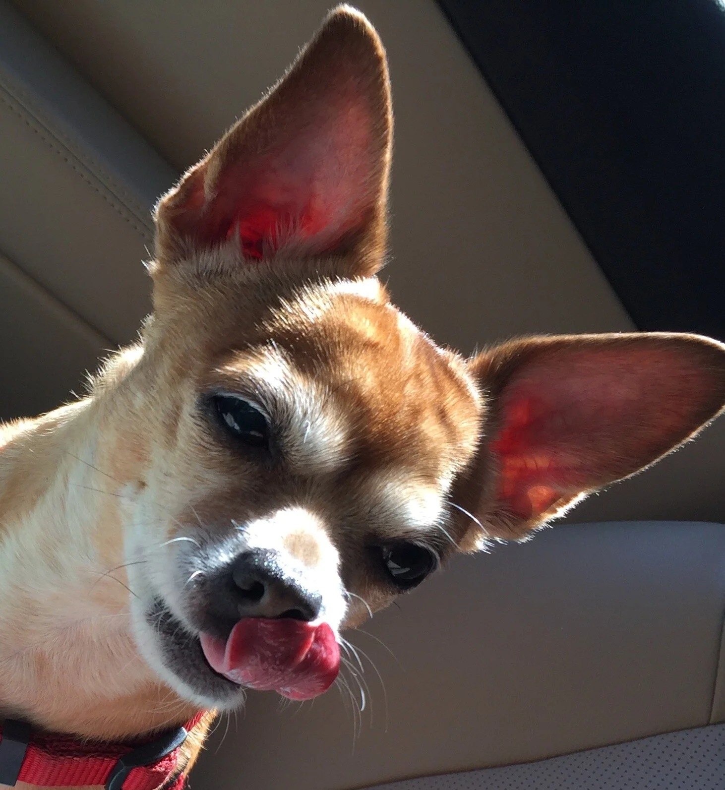 Lola the apple of my eye.