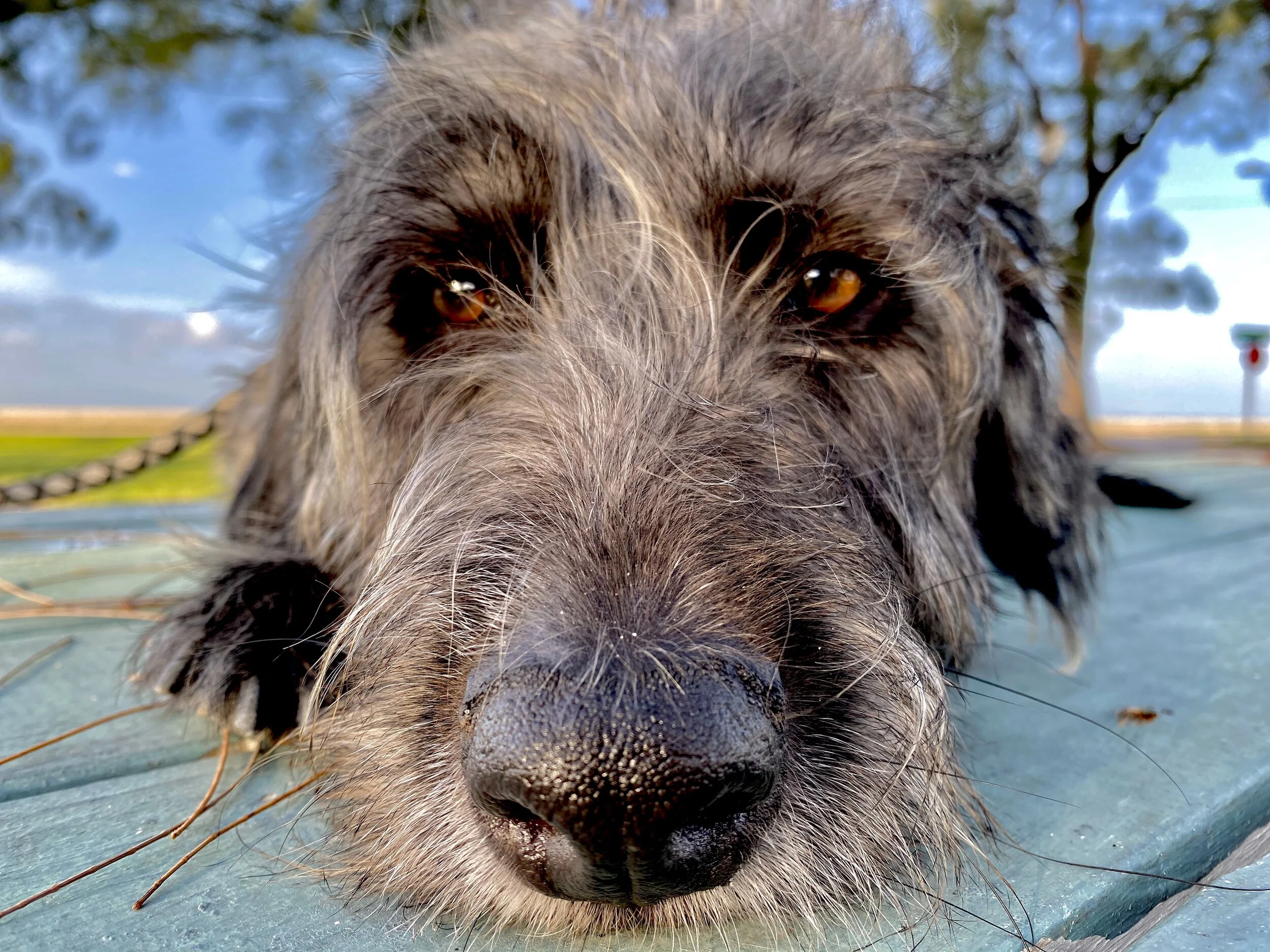 Tito looks at me with the shaman eyes