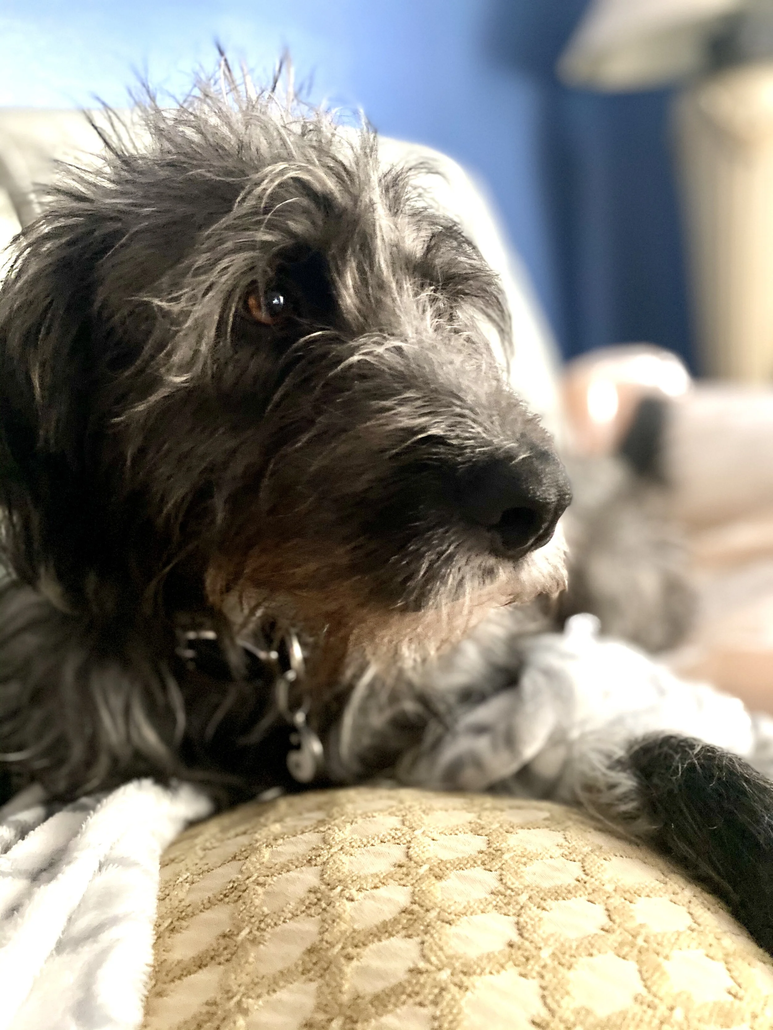 Tito found his spot on the couch.