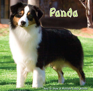 pandapuppypage.jpg