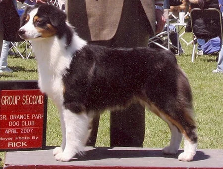 pandapage2.jpg