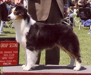panda_Ourdogs.jpg