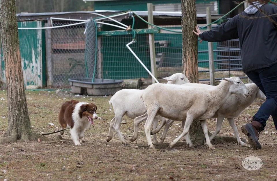 lavaherd.jpg