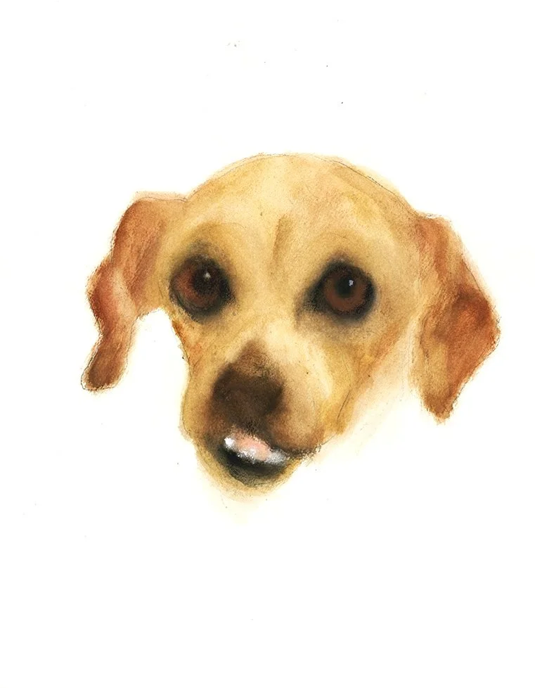 Mango Original Dog Painting