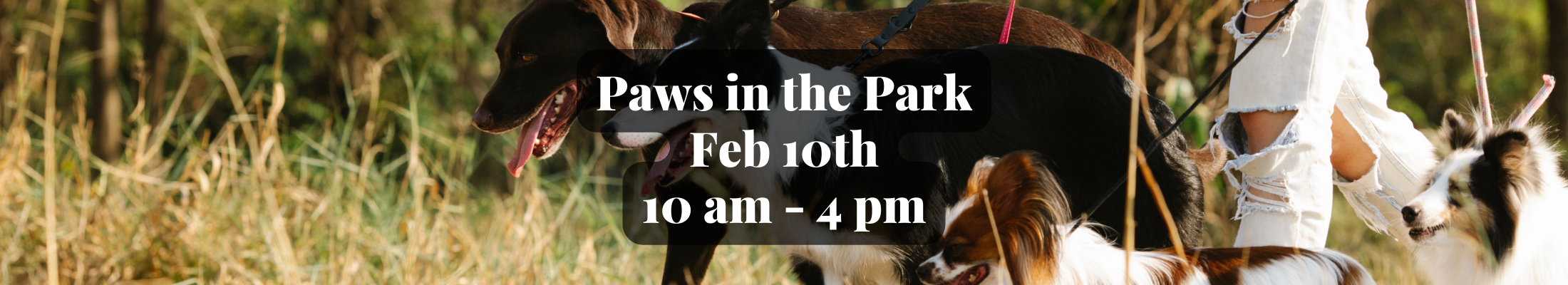 Paws in the Park
