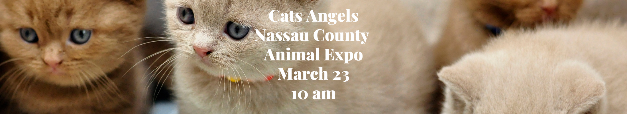 Cats Angels Nassau County Animal Expo