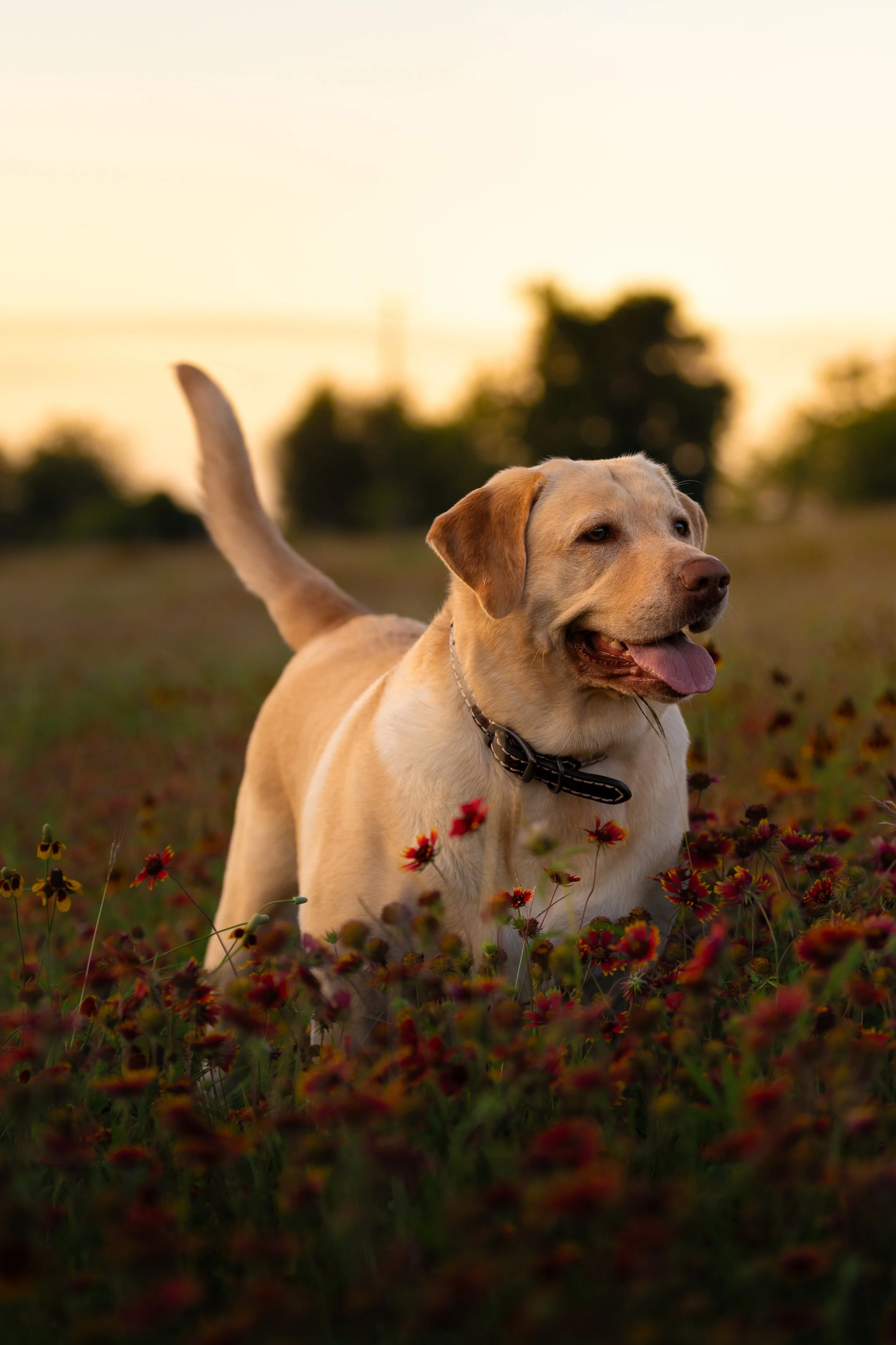 Wildflowers 2026-2.jpg