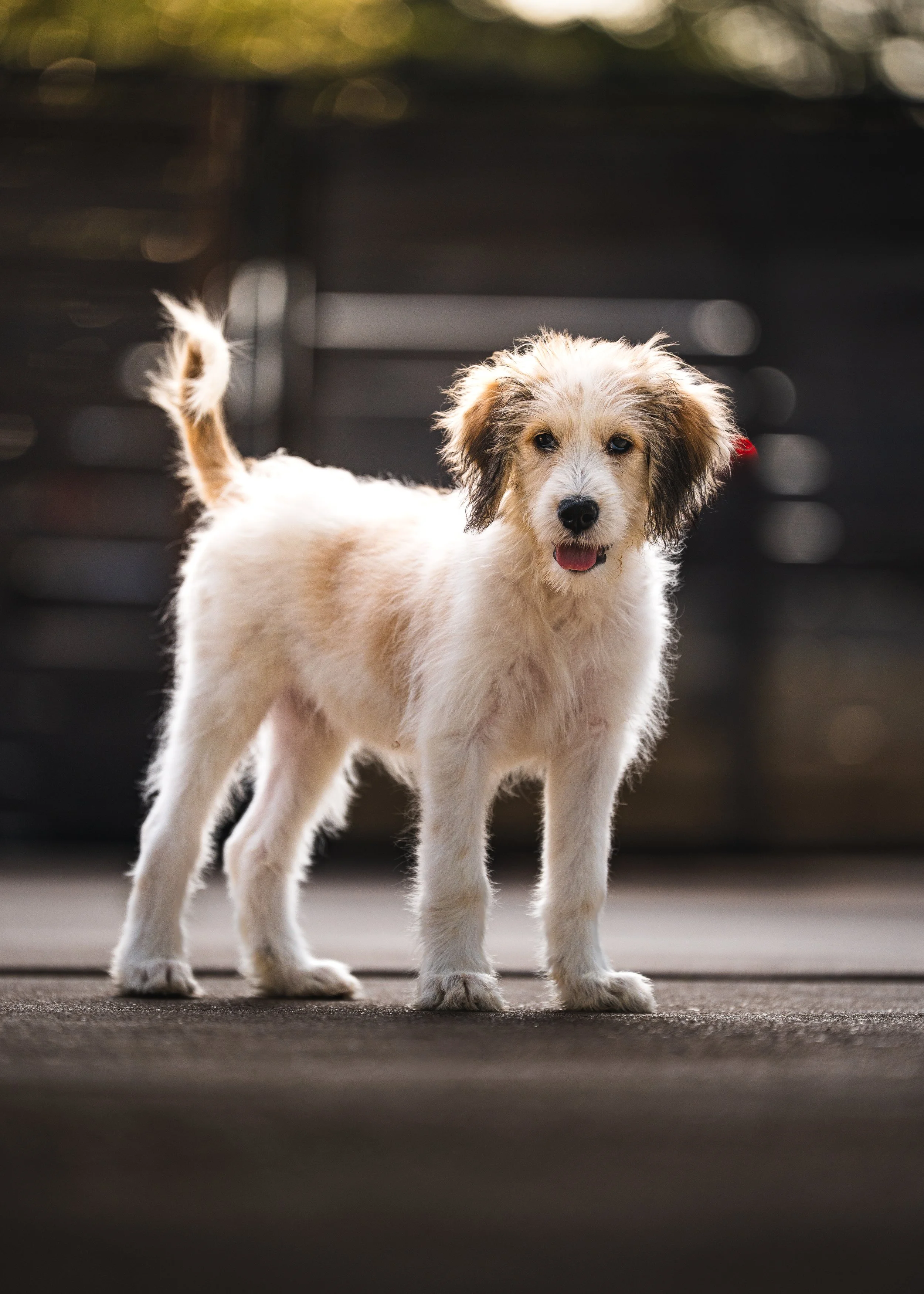 sierra puppy-3.jpg