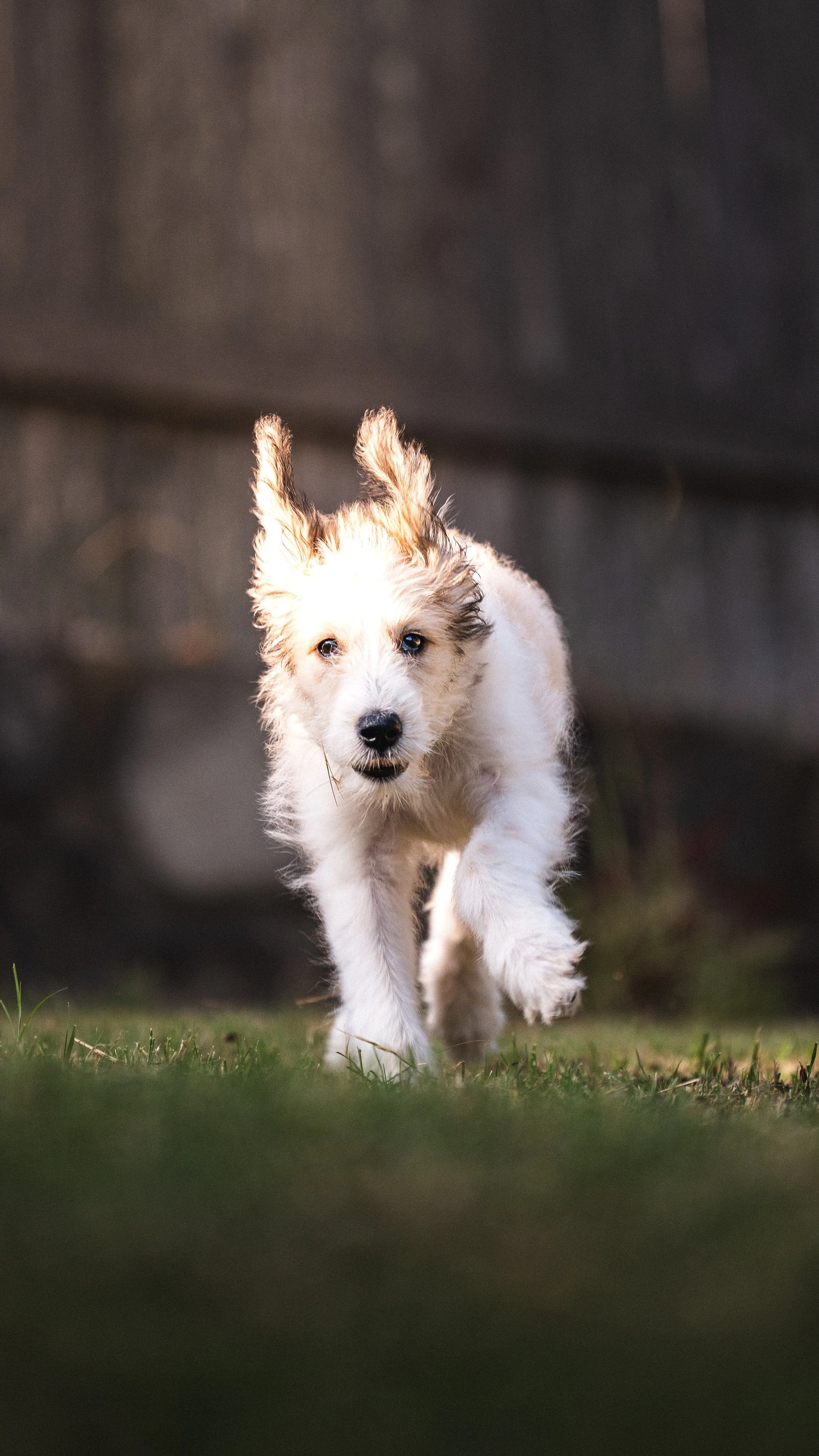 sierra puppy-5.jpg