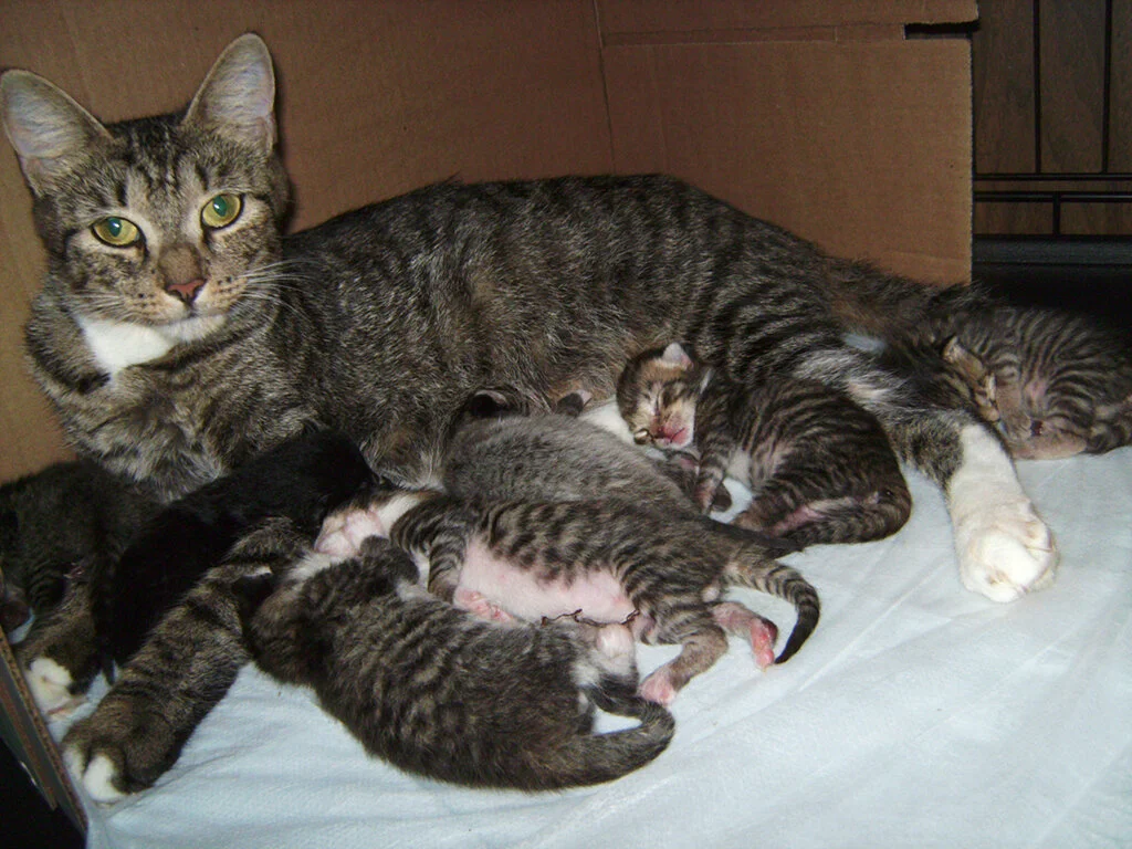 Betty & Kittens 8-23-2010-S.jpg