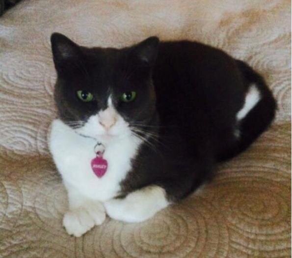 Kitty.jpg