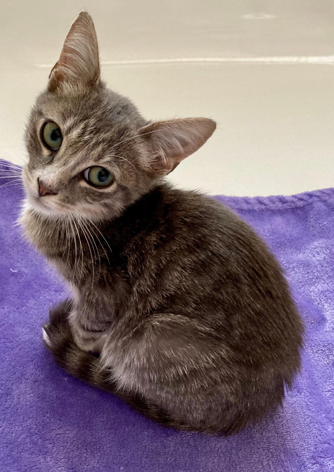 Looking To Adopt A Cat In Palm Beach County? — KitKats Rescue