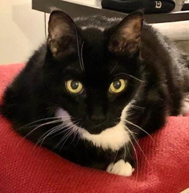 Kitty1.jpg
