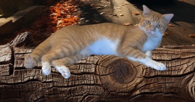 Punkin . Female