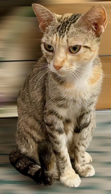 Poppy . Female