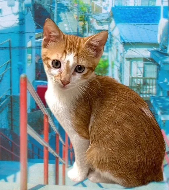 Burger . Male Manx (No Tail at all)