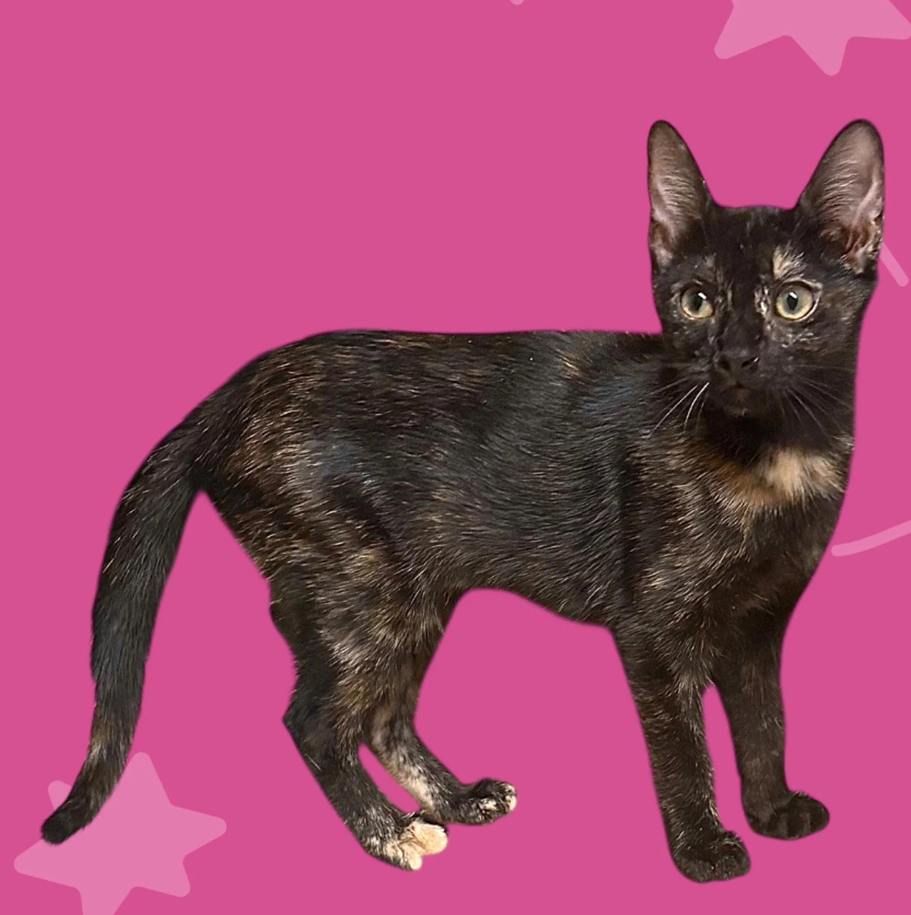 Peanut . Female